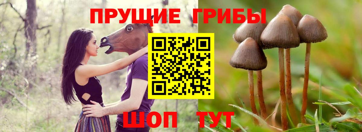 Псилоцибиновые грибы MAGIC MUSHROOMS  Вход с VPN  закладка  Черногорск 